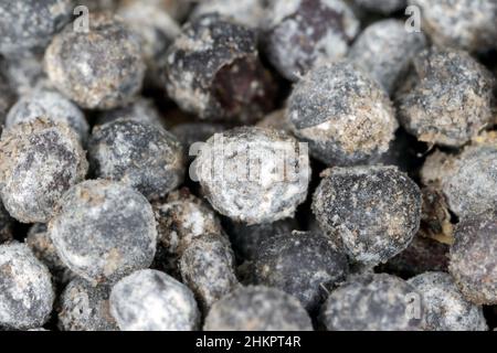 Schimmeliger Rapssamen aufgrund unzureichender Lagerbedingungen. Stockfoto