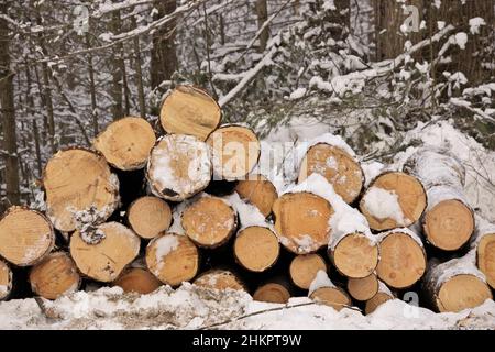 Endansicht von frisch geernteten Schnittholz-Baumstämme in einem Haufen bei einem Wald Stockfoto