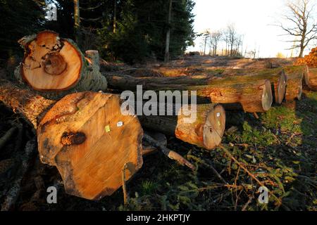 Frisches Schnittholz im Wald von Dean. Transportfertig etikettiert. Protokolle. Baumstämme. Große, frisch gefällte, beschriftete Holzstämme. Stockfoto