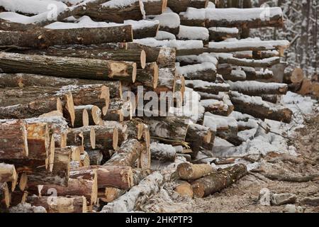 Frisch geerntetes Holz aus einem Holzfällbetrieb, der im Winter vom Wald gestapelt wurde Stockfoto