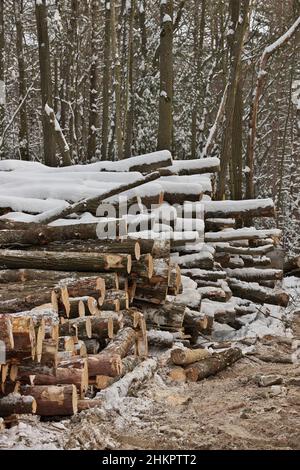 Frisch geerntetes Holz aus einem Holzfällbetrieb, der im Winter vom Wald gestapelt wurde Stockfoto