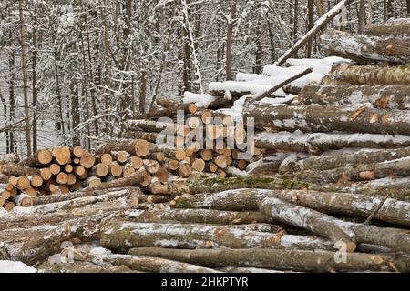 Frisch geerntetes Holz aus einem Holzfällbetrieb, der im Winter vom Wald gestapelt wurde Stockfoto