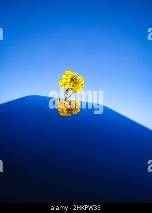 Eine wunderschöne gelbe Senfblume am blauen Himmel mit Spiegelung Stockfoto