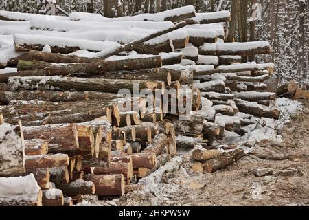 Frisch geerntetes Holz aus einem Holzfällbetrieb, der im Winter vom Wald gestapelt wurde Stockfoto