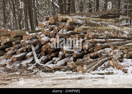 Frisch geerntetes Holz aus einem Holzfällbetrieb, der im Winter vom Wald gestapelt wurde Stockfoto