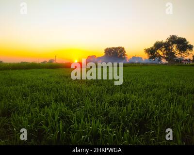 Schöner farbenprächtiger Sonnenuntergang über dem Weizenpflanzenfeld mit nebligen Bäumen Stockfoto