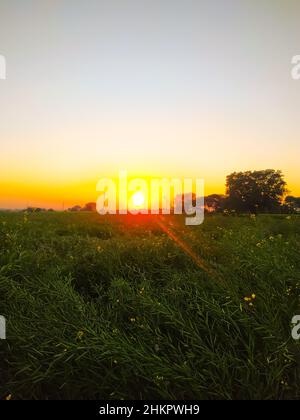 Beruhigender Sonnenuntergang über den Senffeldern in der ländlichen Region Südindien, Stockfoto