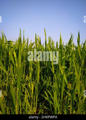 Junge Weizenpflanzen wachsen auf dem Boden, erstaunlich schöne endlose Felder von grünem Weizengras gehen weit bis zum Horizont. Stockfoto