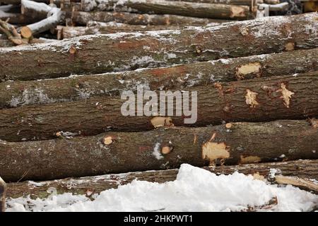 Seitenansicht von frisch geerntetem Holz in einem Stapel Stockfoto