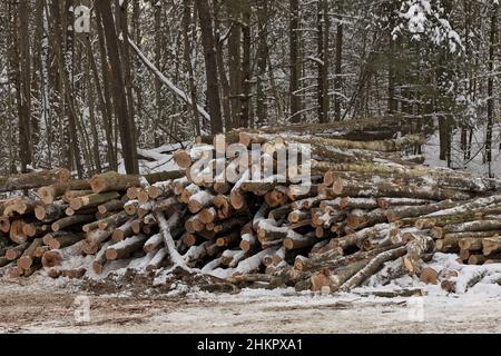 Frisch geerntetes Holz aus einem Holzfällbetrieb, der im Winter vom Wald gestapelt wurde Stockfoto