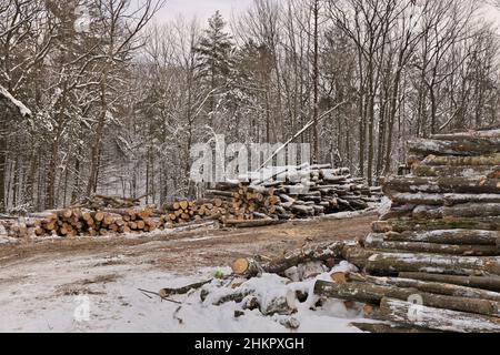 Frisch geerntetes Holz aus einem Holzfällbetrieb, der im Winter vom Wald gestapelt wurde Stockfoto