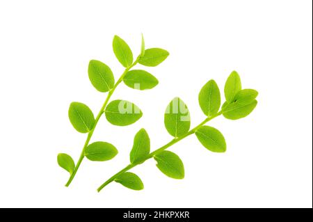 Junge Heidelbeerblätter (Vaccinoum myrtillus) sind an sich oder in Salaten ein hervorragendes Essen. Stockfoto