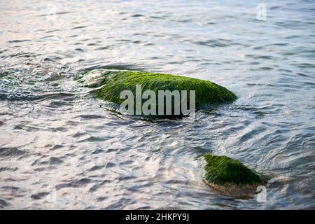 Meeresalgen auf Stein im Wasser. Nasser mit Algen bedeckter Stein, blaues Meerwasser ringsum. Grüner Seegras bedeckter Felsbrocken an der Küste, wunderschönes Meeresmoos e Stockfoto