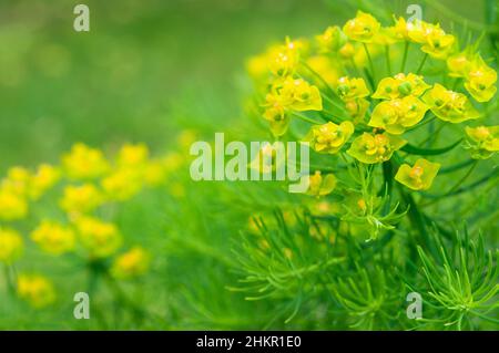 Zypressen-Blütenpracht, die Eforbia cyparissia, blüht in voller Blüte Stockfoto