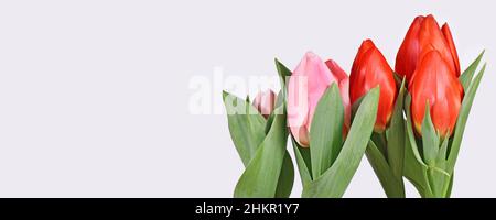 Webbanner mit roten und rosa Tulpen-Frühlingsblumen Stockfoto