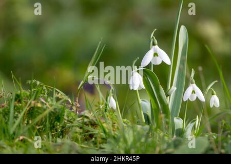 Schneeglöckchen (Galanthus nivalis) Frühlingsblume mit drei weißen hängenden Blütenblättern aus einstämmigem Stamm schmale grün graue Blätter sind basal Stockfoto