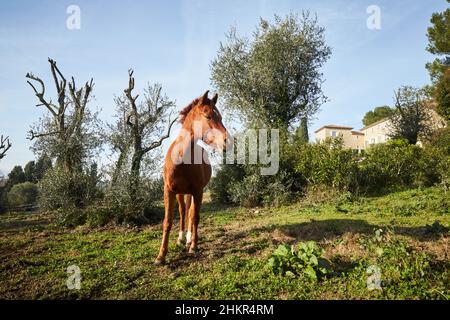 Schöner brauner Hengst, der morgens auf einer Wiese Gras knabbert, in die Kamera schaut, frontal stehend, seitlich, ein gemeinsamer Rahmen Stockfoto