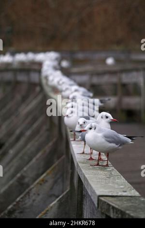 Eine Schar schwarzer Möwen, die auf einem Holzgeländer stehen Stockfoto