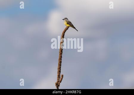 Ein Western Kingbird hat eine Vogelperspektive, während er auf einer Königskerze thront, mit einer wunderschönen Kulisse aus flauschigen weißen Wolken und ein wenig blauem Himmel. Stockfoto