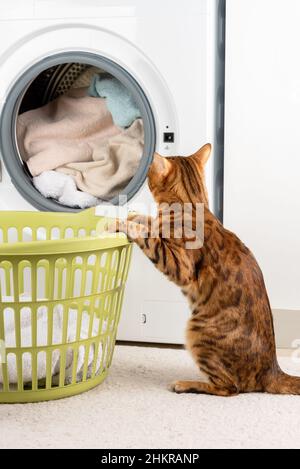Schmutzige Wäsche in der Waschmaschine waschen. Eine Katze in der Nähe eines leeren Korbes. Vertikale Aufnahme. Stockfoto