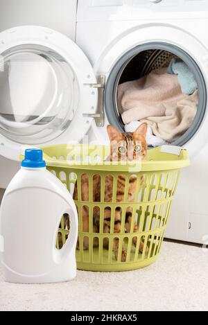 Waschmaschine mit Wäsche, Waschmittel und einer Katze, die sich in einem Wäschekorb versteckt Stockfoto
