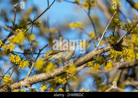 Chiffchaff; Phylloscopus collybita; über Cornus Mas 'Golden Glory'; Großbritannien Stockfoto