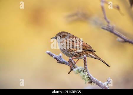 Dunnock; Prunella modularis; Großbritannien Stockfoto