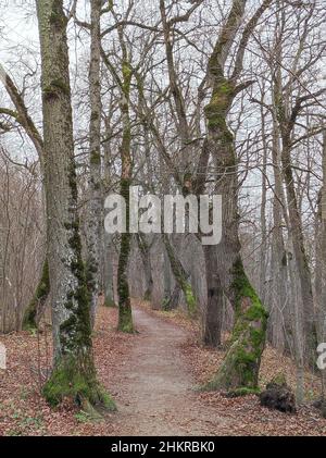 Eichenwald im Herbst, Rakvere, Estland Stockfoto