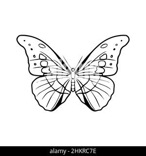 Konturzeichnung eines Schmetterlings auf weißem Hintergrund. Doodle-Stil. Ein Designelement. Stock Vektor