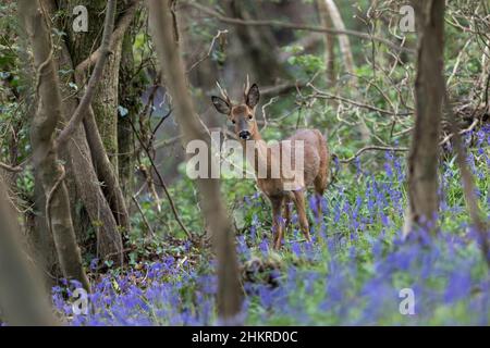 Reh; Capreolus capreolus; Buck; in Bluebells; Großbritannien Stockfoto