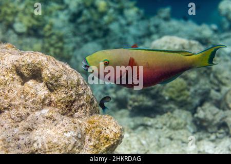 Sheephead Parrotfish; Chloruru strongylocephalus; Weiblich; Malediven Stockfoto