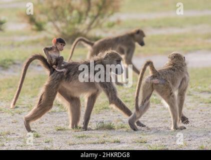 Eine Chacma Baboon Mutter mit ihrem Baby, das sich an ihrem Rücken festklammert und in einer Familiengruppe in Botswana, Afrika, unterwegs ist. Stockfoto