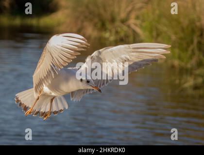 Eine Schwarzkopfmöwe im Wintergefieder. Fliegen, Flügel ausgestreckt, zeigt Feder Detail. VEREINIGTES KÖNIGREICH Stockfoto