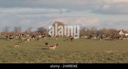 Eine riesige Anzahl von Damhirschen, die sich um die Farm versammeln und die Ernte fressen. Suffolk, Großbritannien Stockfoto