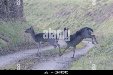 Zwei Damwild-Weibchen überqueren die Straße in einem Suffolk-Dorf. VEREINIGTES KÖNIGREICH Stockfoto