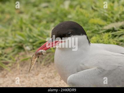 Eine Nahaufnahme einer arktischen Seeschwalbe mit einem Fisch. Gezeigt in der Brutsaison nach einer langen Wanderung auf die Farne Island, Großbritannien. Stockfoto