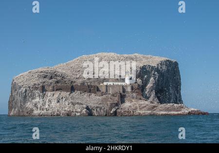 Bass Rock , Heimat der weltweit größten Kolonie von Tölpeln . Das Hotel liegt im Firth of Forth. Schottland, Großbritannien Stockfoto