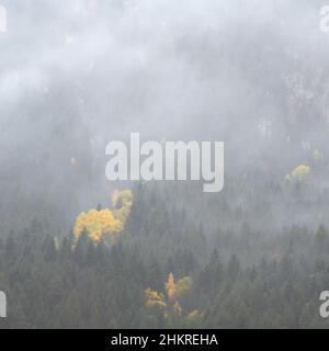 Nebliges Herbstwetter im Pineta-Tal Stockfoto
