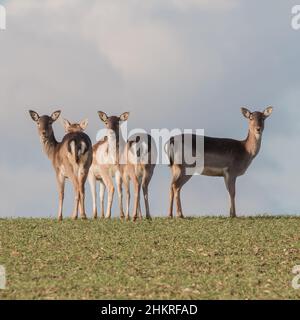 Eine Familiengruppe von Damhirschen (Dama dama) stand am Horizont gegen die Skyline. Suffolk, Großbritannien Stockfoto