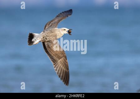 Gelblegige Möwe (Larus michahellis), Seitenansicht eines im Flug liegenden Jugendlichen, Kampanien, Italien Stockfoto