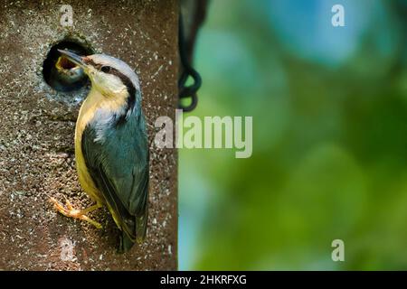 Ein Nackttier, sitta eurpaea, versucht, seine Jungen im Vogelhaus zu füttern Stockfoto