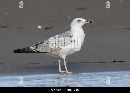 Gelbbeinmöwe (Larus michahellis), Seitenansicht eines zweiten Winterindividuums, das am Ufer steht, Kampanien, Italien Stockfoto