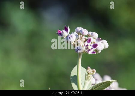 Arka Blume oe Calotopic Gigantea auch als Kronenblumen Haufen von purpurnen Blumen bekannt Stockfoto