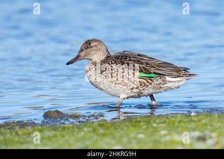 Eurasisches Teal (Anas crecca), Seitenansicht eines erwachsenen Weibchen, das im Wasser steht, Latium, Italien Stockfoto