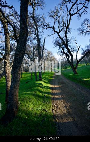 Yosemite und Morgan Territory Stockfoto