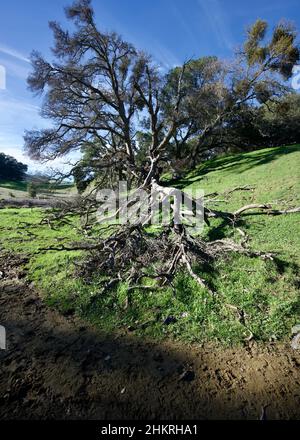 Yosemite und Morgan Territory Stockfoto