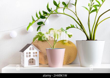 Seltene Hauspflanze Monstera deliciosa, bunt, Zamioculcas, Papierhaus und goldene Scheiben auf Regal auf weißem Hintergrund. Helle Farben im Innenraum von Stockfoto