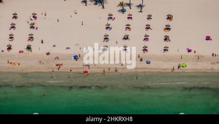 LAERIERIERIALE, Strand- und Strandleben, Strohschirme und Liegestühle, Platja d'Alcúdia, Alcúdia, Mallorca, Balearen, Spanien, Badende, es, Europa, Stockfoto