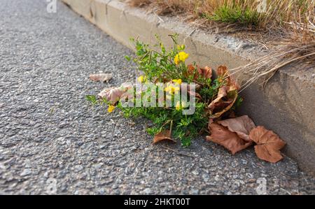 Wilde gelbe Blumen sprießen durch Risse im Asphalt, Stadtleben. Stockfoto