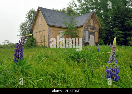 Lupinen blühen in der Nähe eines verlassenen Hauses im Süden von Prince Edward Island, Kanada. Stockfoto